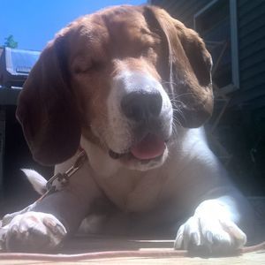 Meet your Posher, Billy